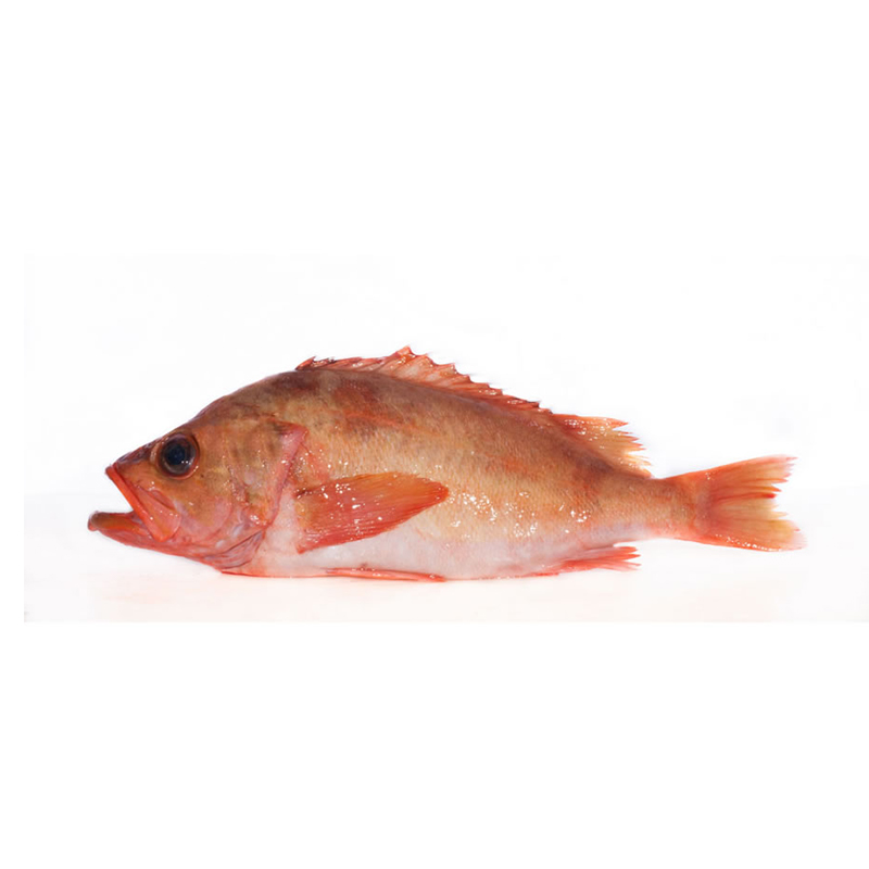 Škarpina cijela 150-200g, cca 5kg