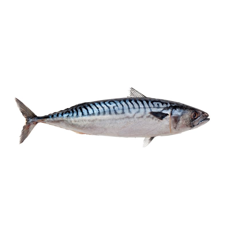 Skuša cijela cca 5kg